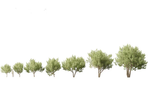 Arid Savanna Trees Pack 24 3D Model