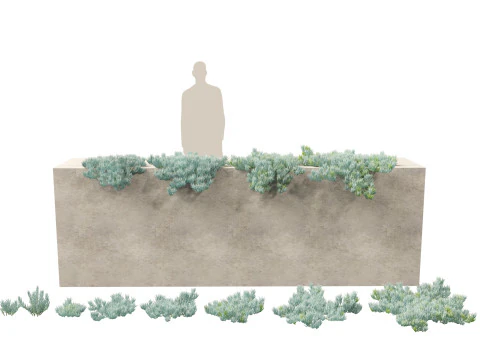 Arid Savanna Trees Pack 24 3D Model