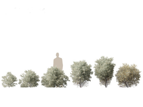 Pacote de árvores de savana árida 24 Modelo 3D