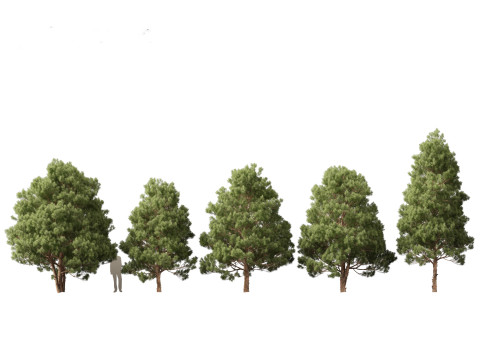 Pacote de árvores de savana árida 24 Modelo 3D