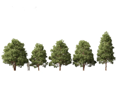 Arid Savanna Trees Pack 24 3D Model