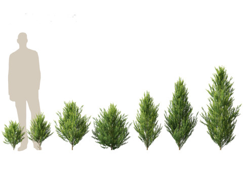 Aziatische tuinflora-pakket 13 3D Model