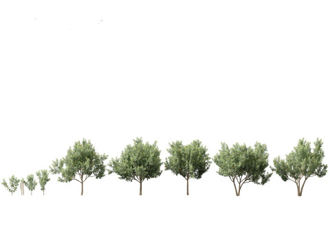 Aziatische tuinflora-pakket 13 3D Model