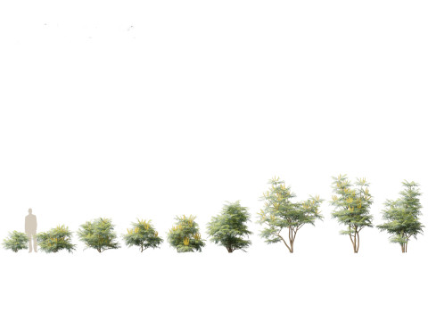 Aziatische tuinflora-pakket 13 3D Model