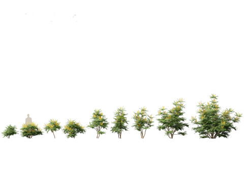 Aziatische tuinflora-pakket 13 3D Model