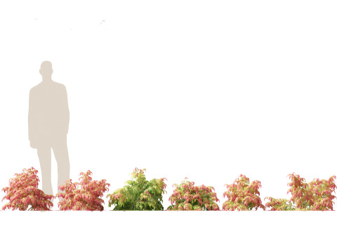 Aziatische tuinflora-pakket 13 3D Model