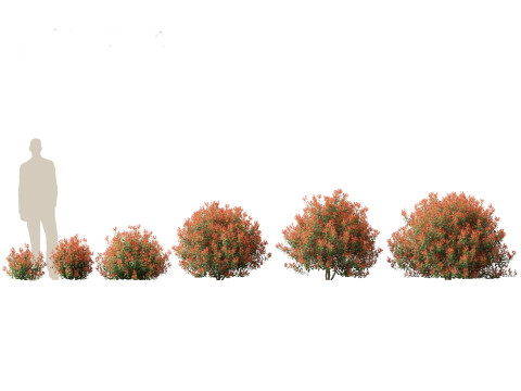 Aziatische tuinflora-pakket 13 3D Model