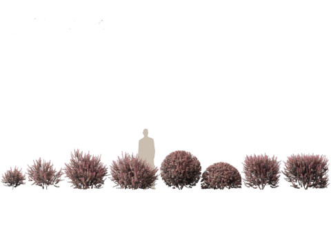 Aziatische tuinflora-pakket 13 3D Model