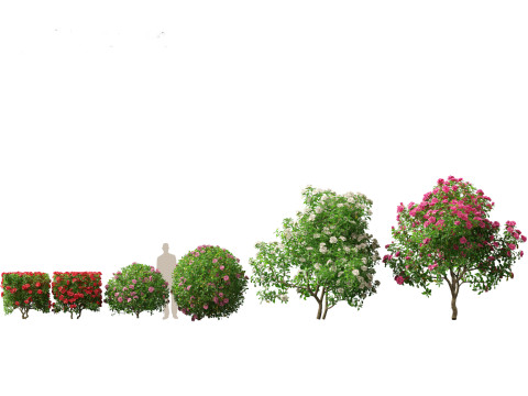 Aziatische tuinflora-pakket 13 3D Model