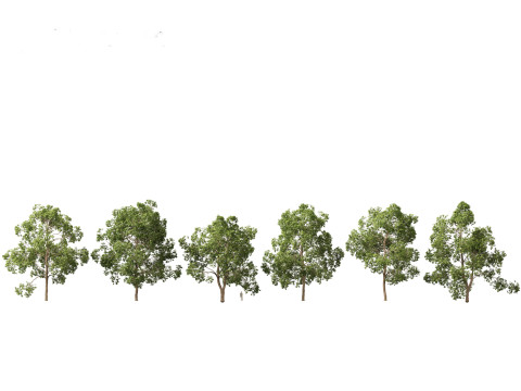 Asian Ornamental Trees Pack 21 3D Model