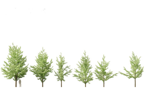 Asian Ornamental Trees Pack 21 3D Model