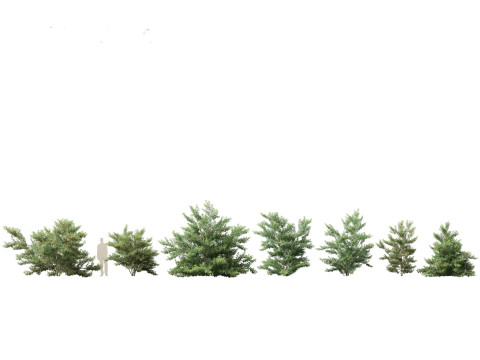 Asian Ornamental Trees Pack 21 3D Model