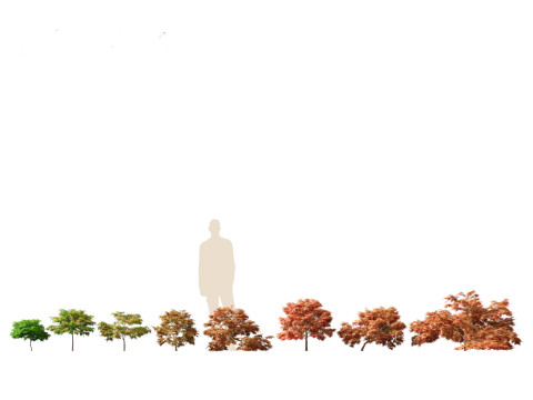 Asian Ornamental Trees Pack 21 3D Model