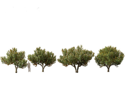 Asian Ornamental Trees Pack 21 3D Model