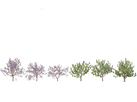 Asian Ornamental Trees Pack 21 3D Model