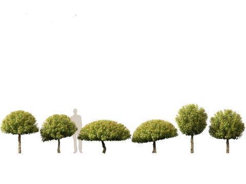 Asian Ornamental Trees Pack 21 3D Model