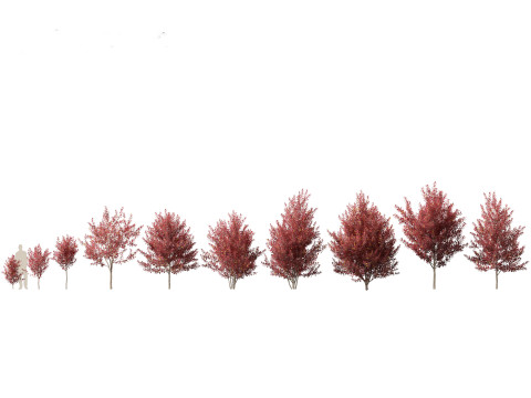 Asian Ornamental Trees Pack 21 3D Model