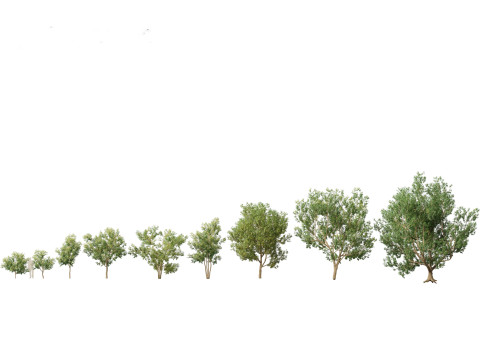 Asian Ornamental Trees Pack 21 3D Model