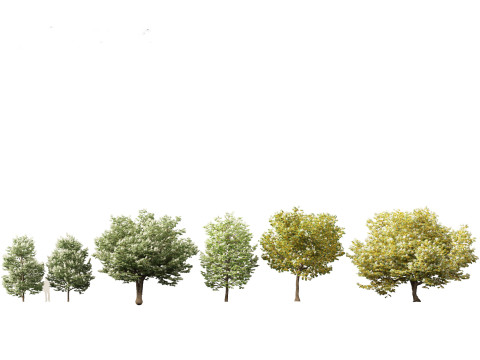 Asian Ornamental Trees Pack 21 3D Model