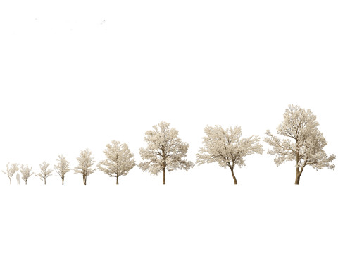 Asian Ornamental Trees Pack 21 3D Model