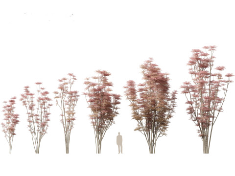Asian Ornamental Trees Pack 21 3D Model