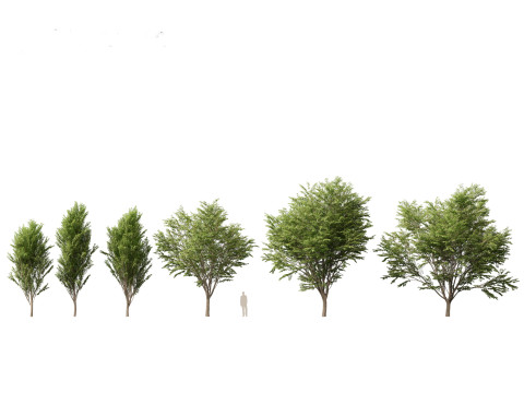 Asian Ornamental Trees Pack 21 3D Model