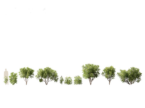 Australian Garden Essentials Pack 30 3D Model