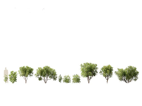 Pacchetto 30 di articoli essenziali per il giardino australiano Modello 3D