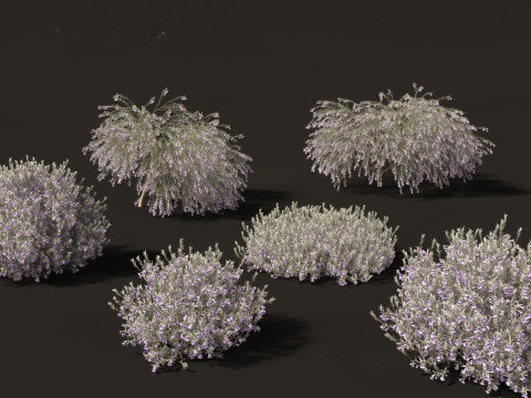 Australian Garden Essentials Pack 30 3D Model