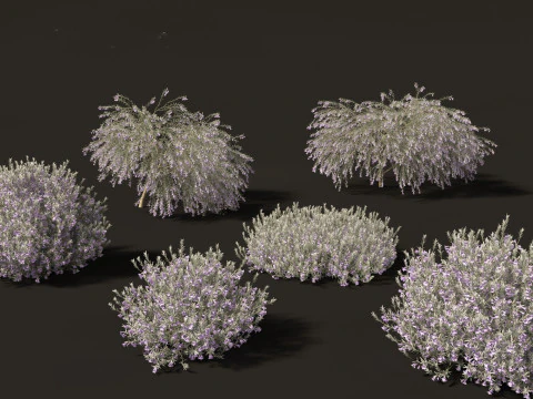 Pacchetto 30 di articoli essenziali per il giardino australiano Modello 3D