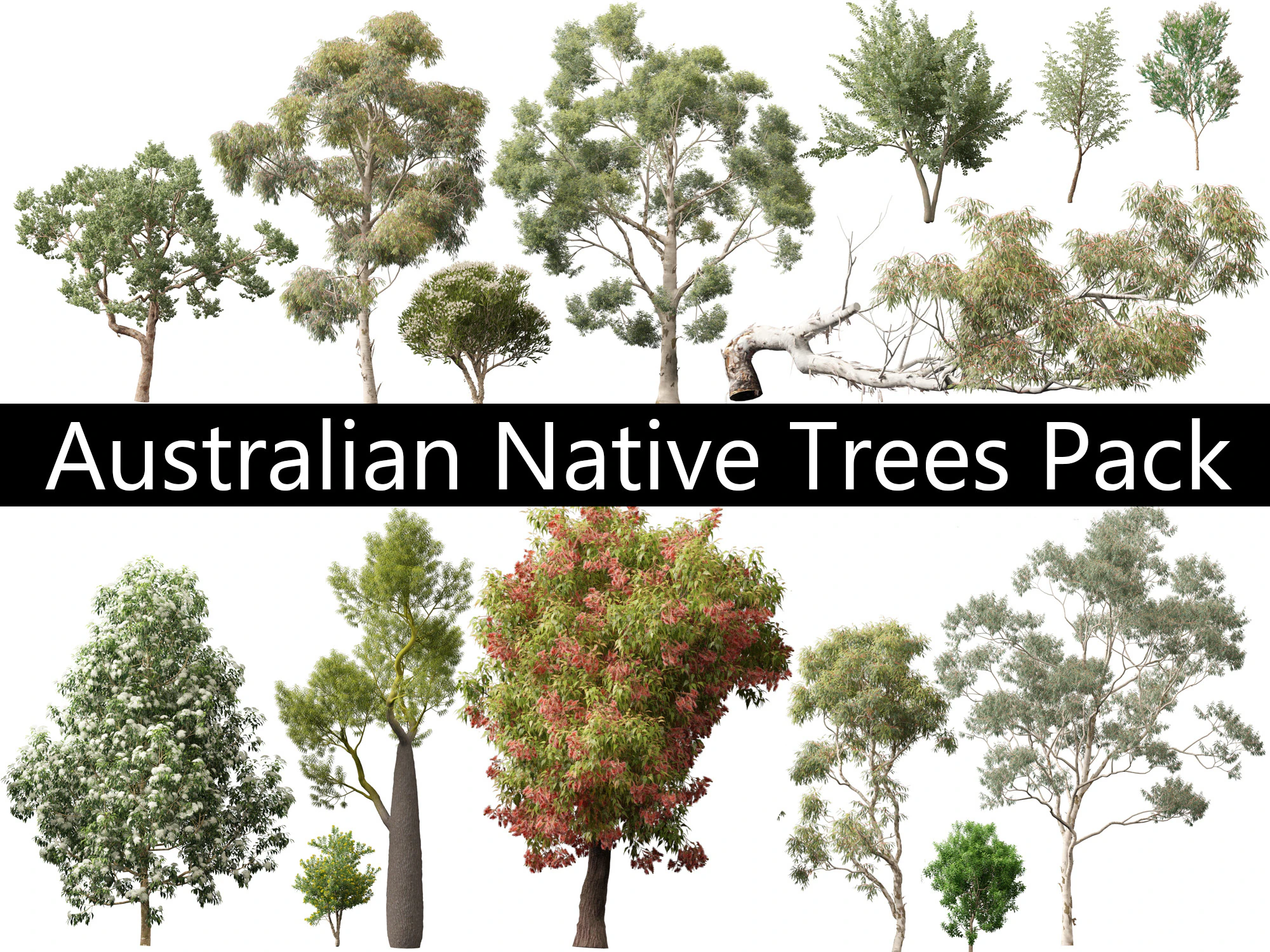 Pacchetto alberi nativi australiani 31 Modello 3D .c4d .max .obj .3ds .fbx .stl .blend