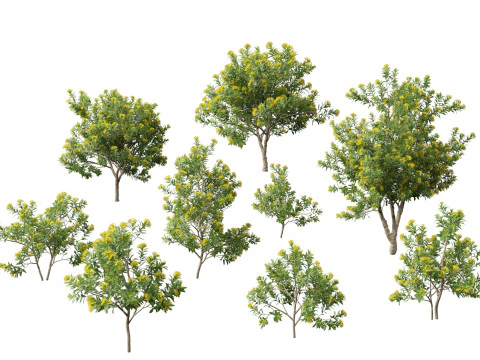 Pacchetto alberi nativi australiani 31 Modello 3D