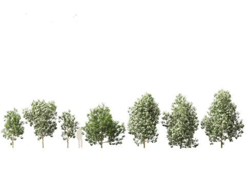 Pacchetto alberi nativi australiani 31 Modello 3D