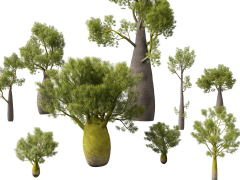 Pacchetto alberi nativi australiani 31 Modello 3D
