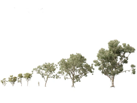 Pacchetto alberi nativi australiani 31 Modello 3D