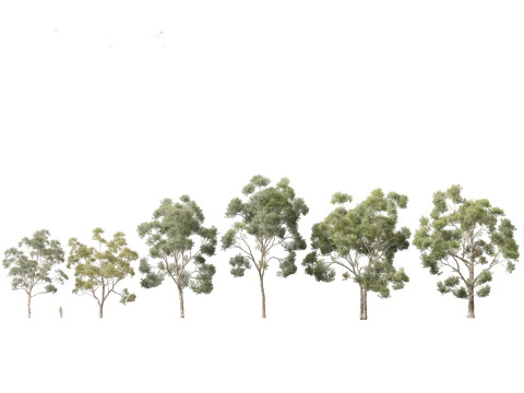Pacchetto alberi nativi australiani 31 Modello 3D