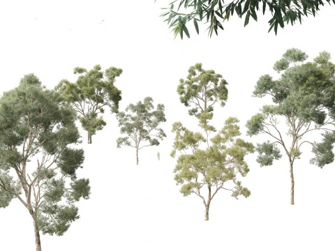 Pacchetto alberi nativi australiani 31 Modello 3D
