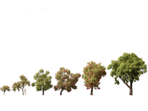 Набор предметов первой необходимости для австралийского сада, 30 шт. 3D Модель