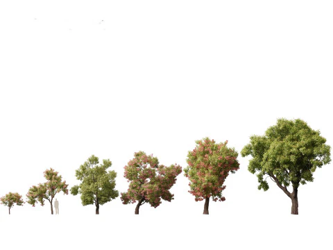 Pacchetto alberi nativi australiani 31 Modello 3D