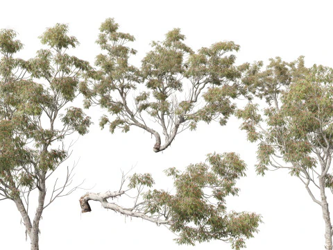 Pacchetto alberi nativi australiani 31 Modello 3D