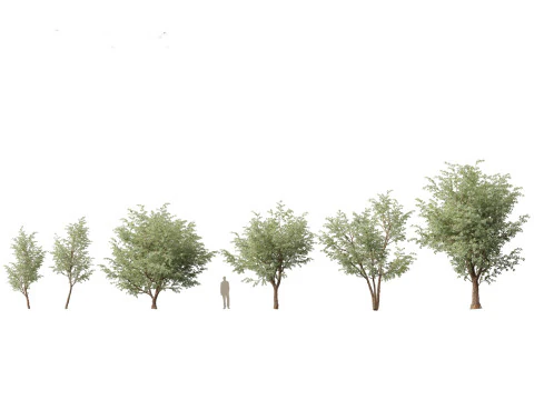 Pacchetto alberi nativi australiani 31 Modello 3D