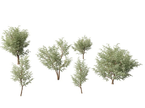 Pacchetto alberi nativi australiani 31 Modello 3D