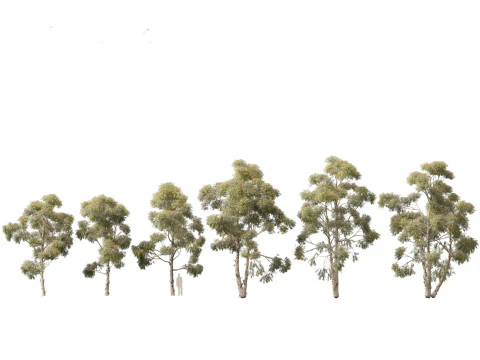 Pacchetto alberi nativi australiani 31 Modello 3D