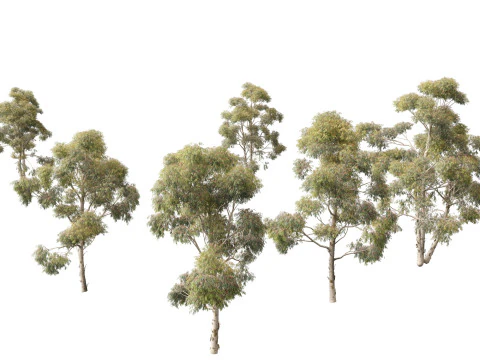 Pacchetto alberi nativi australiani 31 Modello 3D