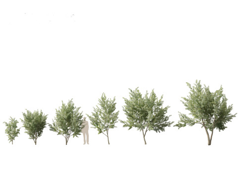 Набор предметов первой необходимости для австралийского сада, 30 шт. 3D Модель