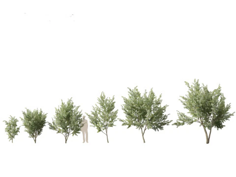 Pacchetto alberi nativi australiani 31 Modello 3D