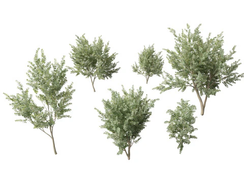 Pacchetto alberi nativi australiani 31 Modello 3D