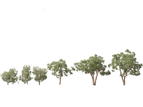 Pacchetto alberi nativi australiani 31 Modello 3D