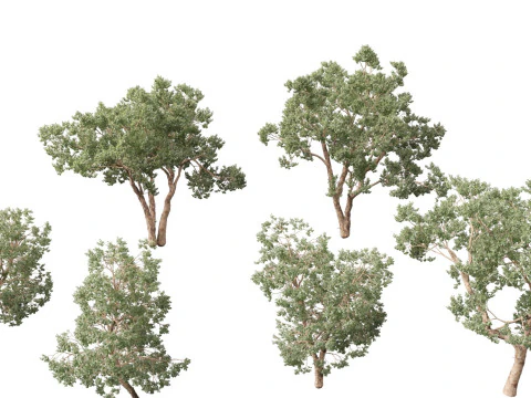 Pacchetto alberi nativi australiani 31 Modello 3D