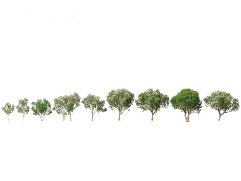 Pacchetto alberi nativi australiani 31 Modello 3D